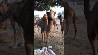 How to camels treat with owner during feed time 😍 #animals #feedingtime #youtubeshorts #shorts