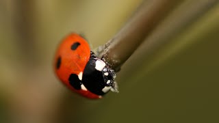 Bees  Butterflies, Insects, Snails & Spiders. Wildlife in Scotland.