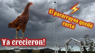 102~ESTAN GRANDES 🐓PARARRAYOS A MEDIAS⚡️MAS VEGETALES🔥PROYECTO NO TERMINADO #vlog #campo