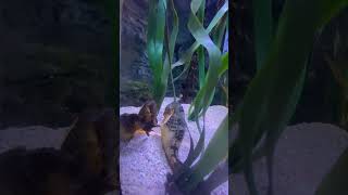 Group of Seahorses #seaanimal #seahorse #seahorses #shorts #short #aquarium #aquariums