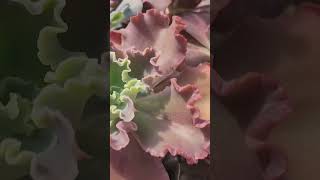 Como enraizar suculentas sem plantar  #suculentasdacreusa #shortvideo #suculentasplantas #plantas