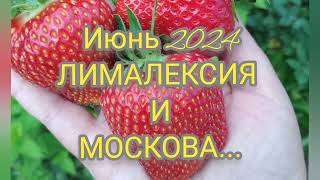 МОСКОВА и ЛИМАЛЕКСИЯ- мои любимые сорта.Июнь 2024г.