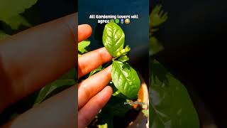 Happy Gardening 🍀🤗# #gardening #gardeningisfun #gardeninglife #happyplants #viral #shortvideo #new