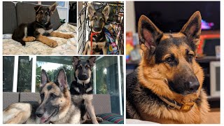 Meet Quinn the German Shepherd, our Mascot - from puppy to adult