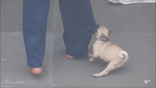 Cute Pug pulling my Pant and Not leaving me !!!