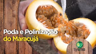 Poda e polinização do Maracujá