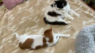 Котики Life of cats. 14 октября 2024 Похолодало, постелила котикам простынь с подогревом.