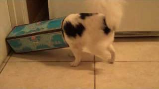 Pico tries to get a treat from a soda box