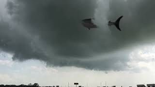 I saw Sky shark monster in Houston Texas