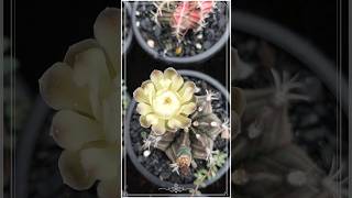 Moon cactus gymnocalycium #viral #youtubeshorts #shorts