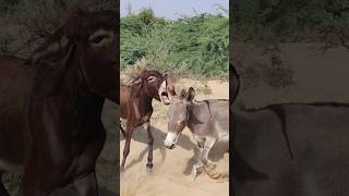 #donkey #animals #youtubeshorts #shorts #pets