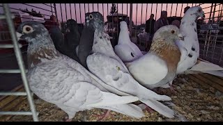 RADOM Gołębie pigeons targ Andrzej W. 21.09.2024 cz.1/3💥Gołębie jasne i wyszwance Andrzeja Radom💥