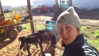 #26 NEW ZEALAND | Dairy Farm MILKING School