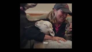 Dogs Love Their Rescue Cats  Lambs, and Bunnies