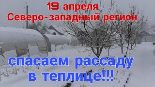 Стоит ли так рисковать своей рассадой? 19 апреля Северо-западный регион засыпало снегом...