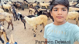 my 2nd vlog #short #vlog #vlogging #sheep #funny #tranding #viral #yt