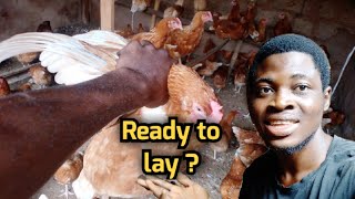 How to know if a Hen is matured to lay eggs | layers farming |chicken farming.