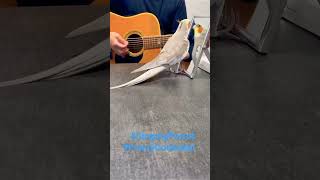 #SingingParrot #FunnyShorts #FunnyParrot #Cockatiel #CuteParrot #SingingCockatiel #RelaxVideo