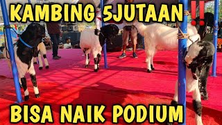 KAMBING EKONOMIS BISA NAIK KARPET MERAH🔥