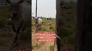 Vaca parida e mansa assim nunca vi, deu até vontade de fazer carinho e uma massagem nela