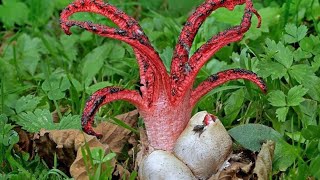 DEVILS FINGER FUNGUS!  Clathrus archeri!  Octopus Stinkhorn.🍄#fungos #plants #devil #stinky #short