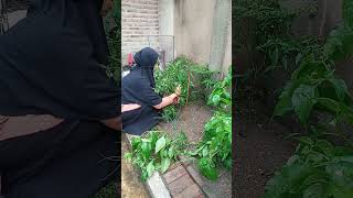 Pemberian ajir pada tanaman cabe yang terkena hujan deras#berkebunsayuran#organic