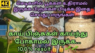 செடிகளில் பூக்கள் உதிராமல் இருக்க பிஞ்சுகள் பிடிக்க இதை செய்து பாருங்கள் l பால் பெருங்காயம் கரைசல்