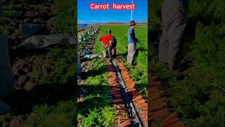 Sweet and Crispy Carrot Harvest Guide，The flat land was planted in ridges脆甜好吃的胡蘿蔔豐收！平地起壟種植，麻布袋一捆捆打包