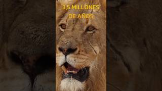 ¿Cuál es el FÓSIL de LEÓN más antiguo? 🦁 Documental de ANIMALES SALVAJES