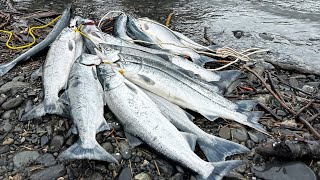 Fly Fishing For Salmon in Alaska!