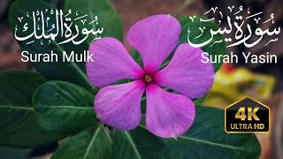 Surah Yaseen | Rahman | By Sheikh Abdul Rahman Al Saud | Beautiful recitation surah mulk