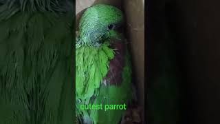 cutest# parrot