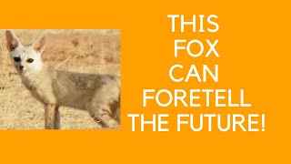 THIS AFRIKAN FOX CAN FORETELL THE FUTURE - DIVINATION