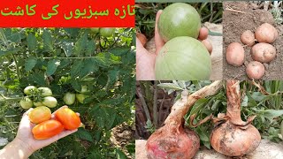 Homegrown vegetables Vlog|Harvesting tomatoes & onions from my grandma's garden|Kasht ki routine