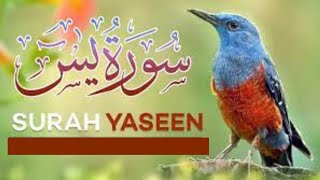 surah yaseen tilawat surah yaseen sudais surah yaseen surah yaseensurah yaseen qari abdul basit