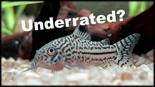 Corydoras Julii catfish - underrated clean-up crew?