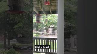 Crazy Squirrel risks life: Birdfeeder thief! #squirrel #squirrels #fail Watch to the end!