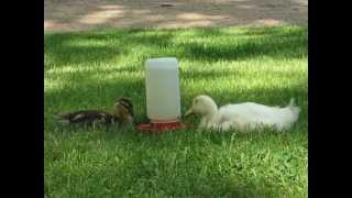 May 22, 2010 - Ducks Eating and Drinking (Hewey, Dewey, Lewie, and Daisy)