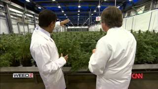 WEED 2   Cannabis Madness   Dr  Sanjay Gupta Reports Full H