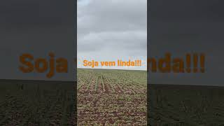 Soja com arranque perfeito!!!