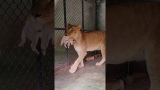 Lioness with her Cub using Jaw to carry😳🤷🏻 #subscribe#natgeo #natgeowild #nationalpark #india