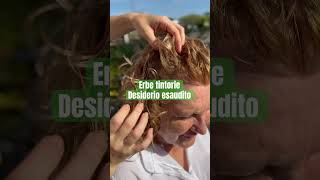 Erbe tintorie da biondo a biondo rame #capelli #capelliricci