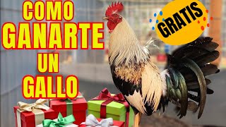 REGALANDO UN GALLO PARA TODOS!!!