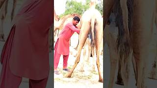 Camel Milking #shortshorts #shorts #viralvideo #shortsfeed #animals #camel #funny #milk #الابل