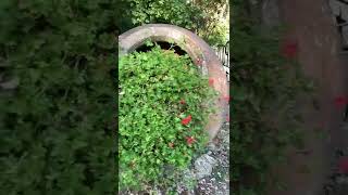 Tra le Colline del Chianti - Pozze di Lecchi e Castello di Brolio