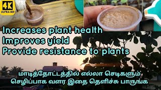 மாடித்தோட்டம் செடிகள் செழித்து வளர l Better plant health l more plant yield l செடிக்கு பஞ்சகவ்யா