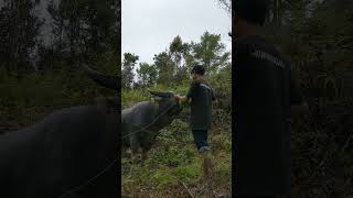 KERBAU Todi' di puncak gunung