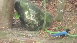 Snake Vs Bird Revenge Fight