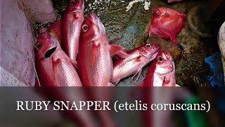 MANCING IKAN RUBI SNAPPER (etelis coruscans ) CARA MANCING IKAN MENGGUNAKAN MESIN PANCING TERLENGKAP