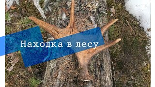 НАШЛИ РОГА В ЛЕСУ #природа #лось #лес